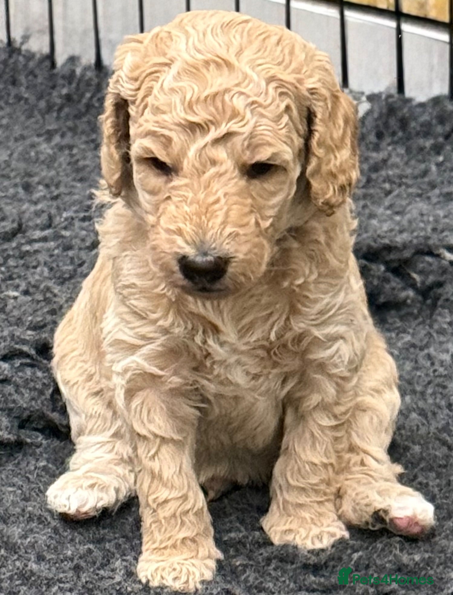 Double Doodle dogs Sunning littler of Australian Double Doodles  - Advert 1
