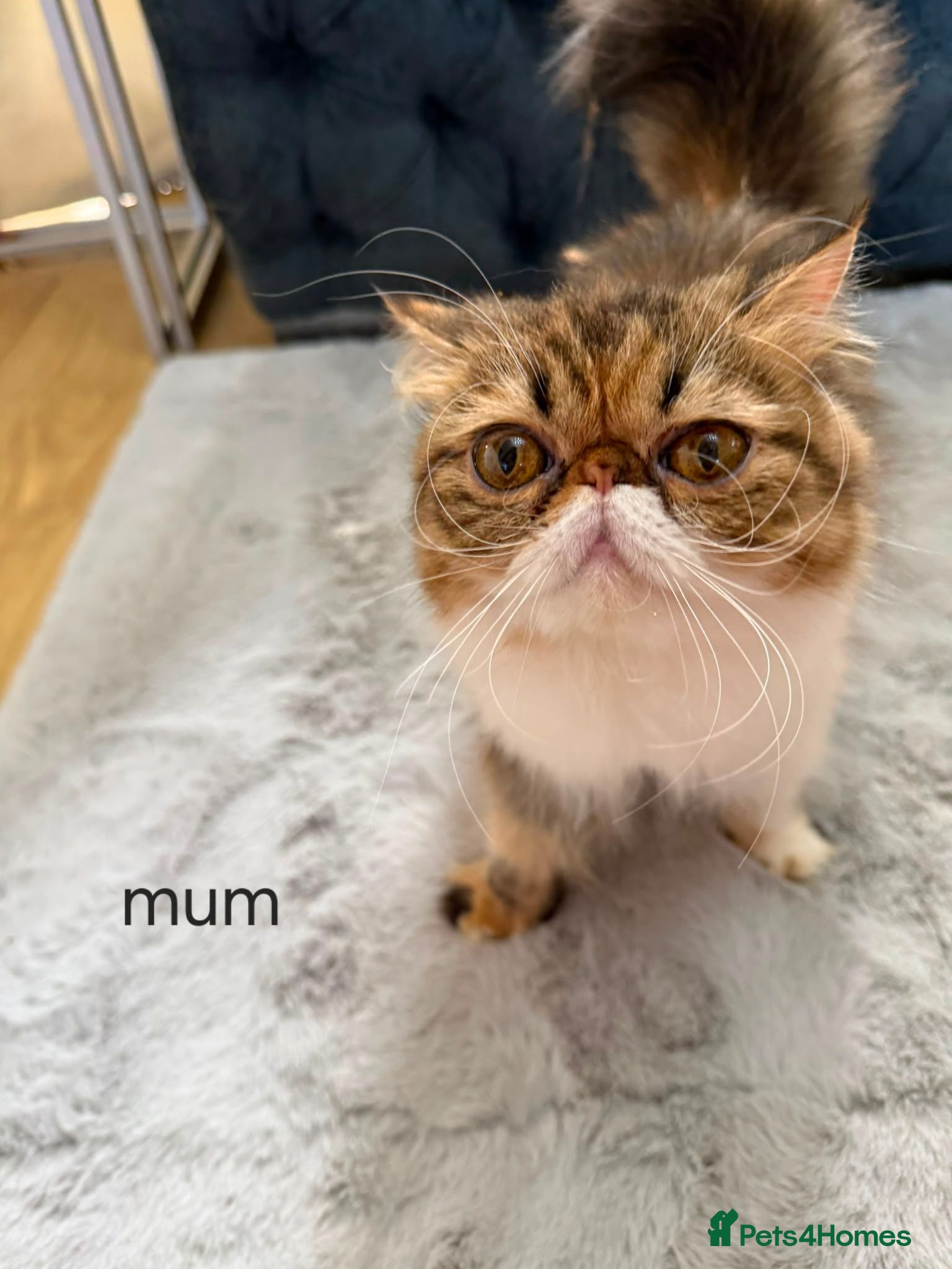 Persian cats 3 perisan kittens available - Advert 6