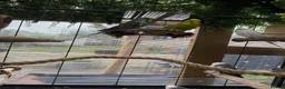 Budgerigars birds for sale: Budgerigar for sale 7 of them - Advert 9