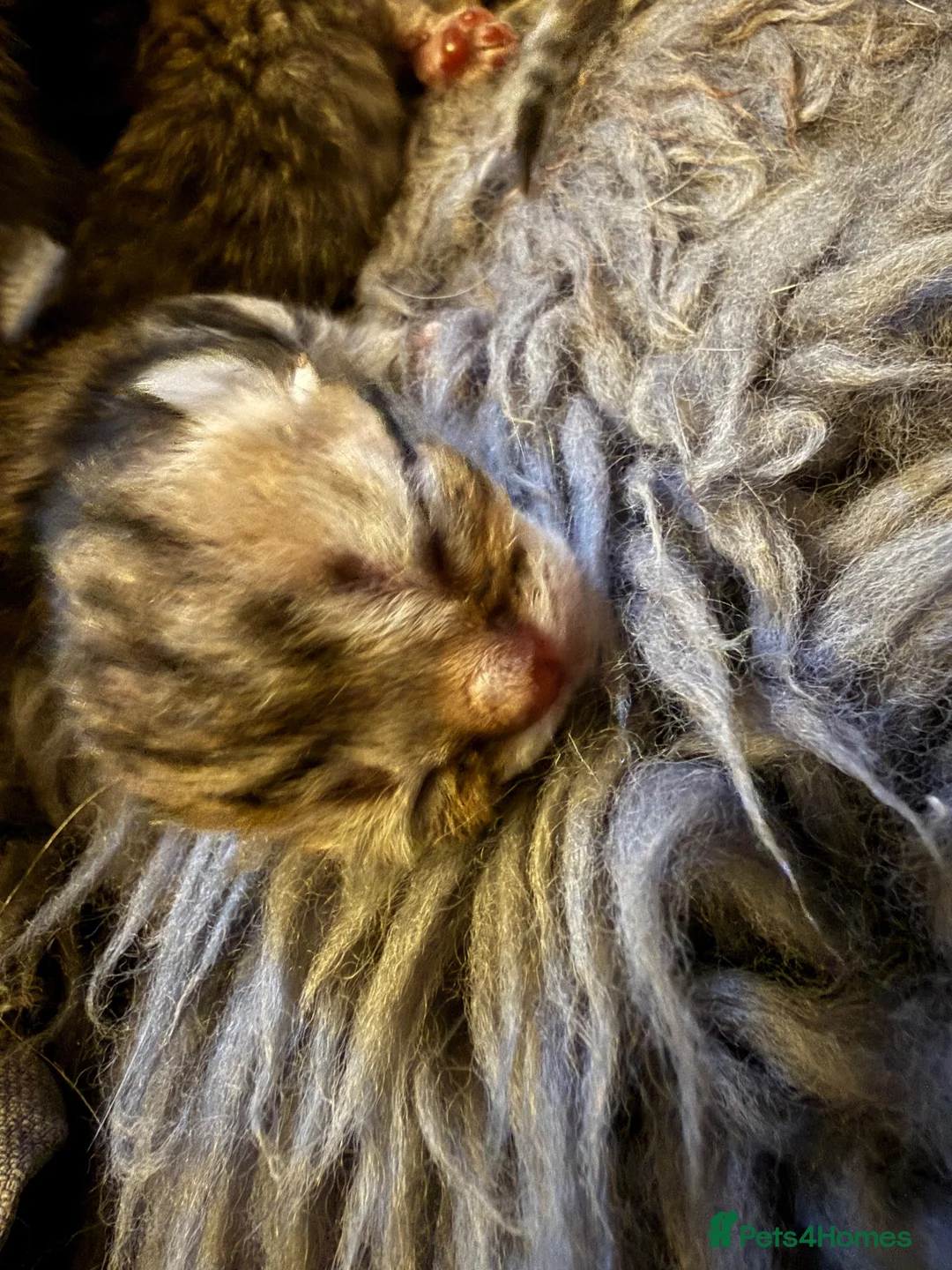 Exotic cats for sale: Exotic Shorthair Cross Kittens in Shifnal - Advert 2