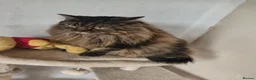 Norwegian Forest Cat cats for sale: Our sweet Norwegian forest cat boy  - Advert 1