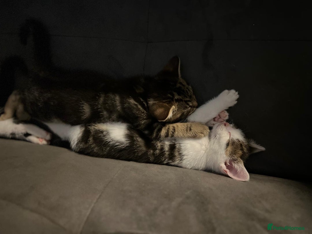 Domestic Shorthair cats for sale:  Beautiful tabby x British Short Hair ready - Advert 13