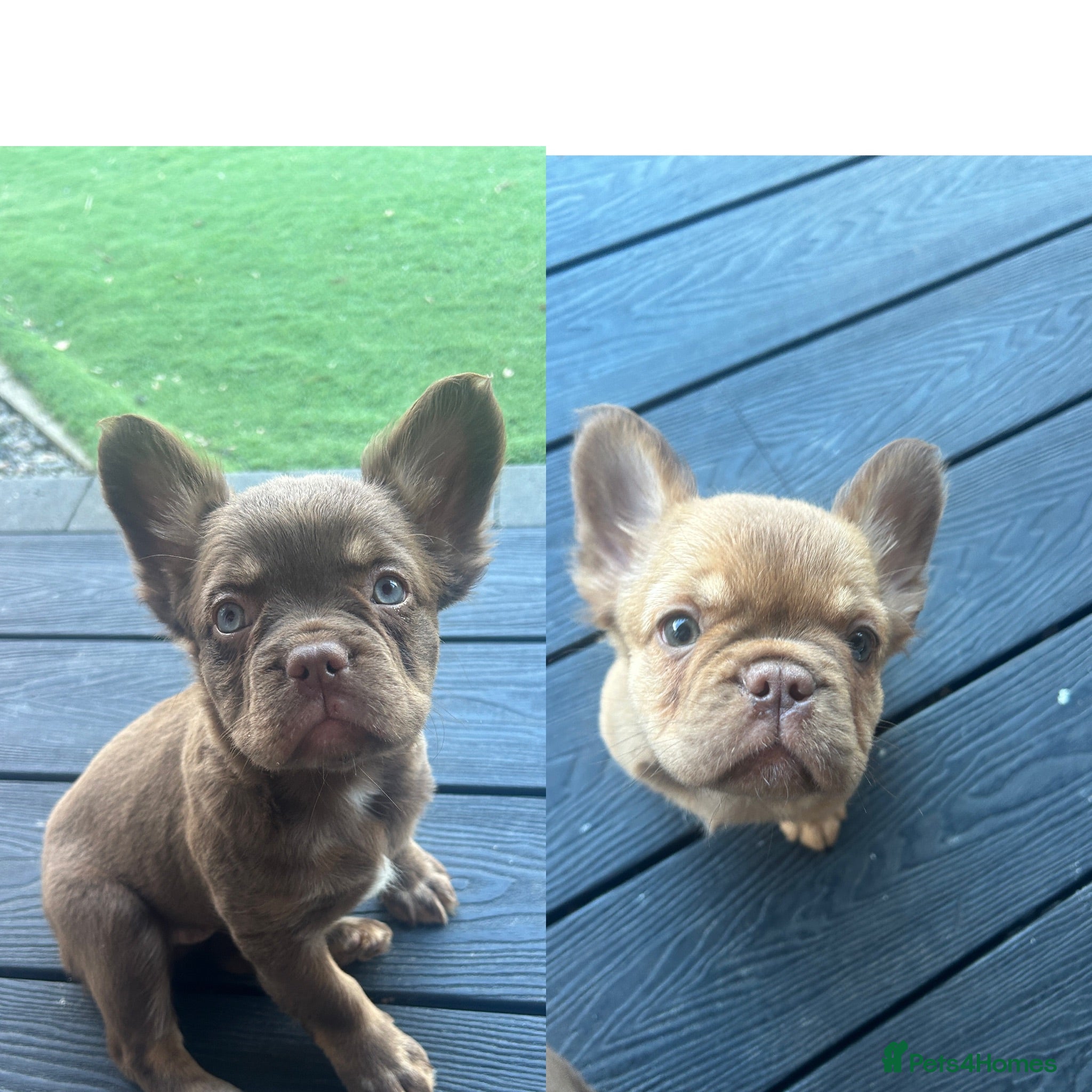 French Bulldog dogs Fluffy Frenchies 2 girls ready - Advert 1