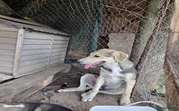 Mixed Breed dogs for adoption: RUDI - a Lovely young boy for a Loving Home - Image 4