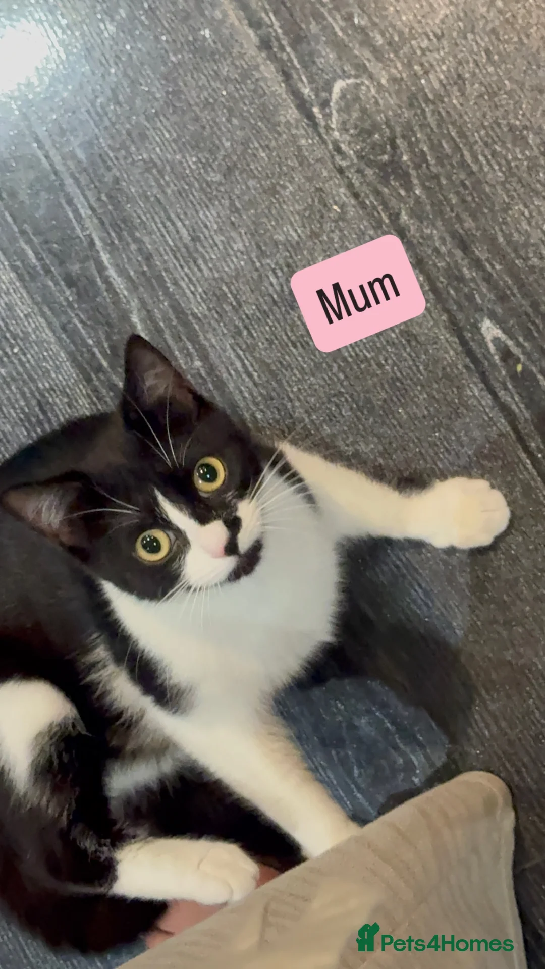 Mixed Breed cats for sale: Beautiful mixed breed blue eyes kittens - Advert 1