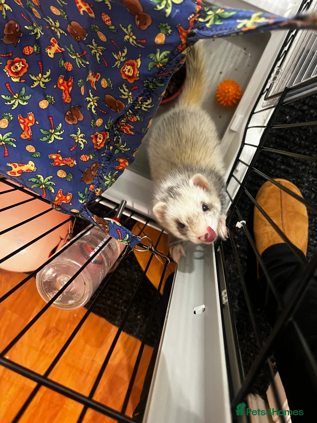 English rabbits for sale: Ferret  - Advert 2