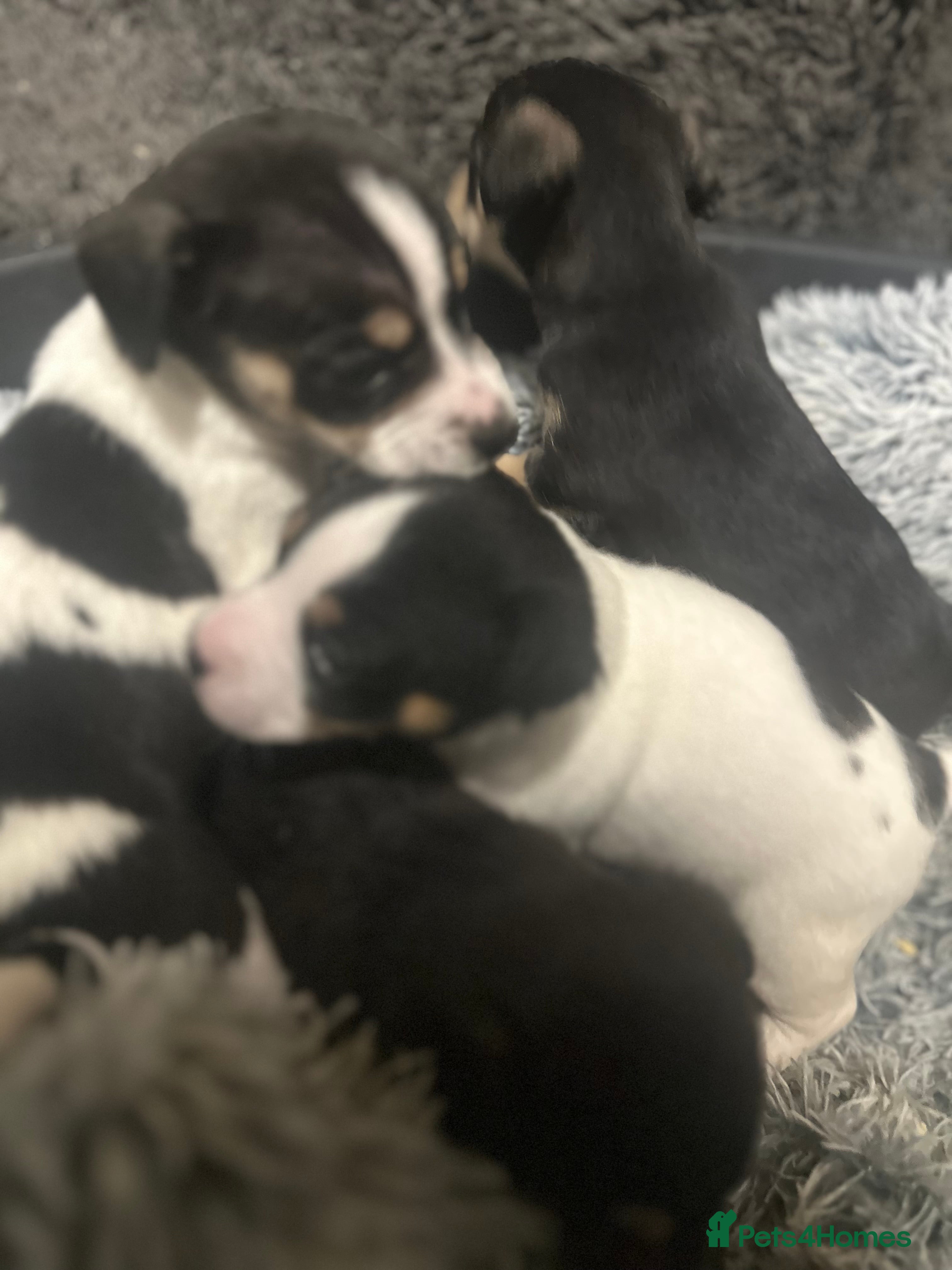 Jack Russell dogs Beautiful litter of miniature Jack Russell puppies - Advert 1