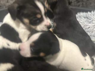 Jack Russell dogs Beautiful litter of miniature Jack Russell puppies - Advert 6