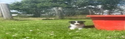 Border Collie dogs for sale: 5 Beautiful Border Collie Puppies  - Advert 20