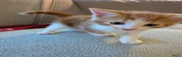 Mixed Breed cats for sale: Three beautiful kittens ready for their new homes - Advert 9