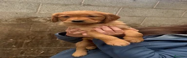 Golden Retriever 5