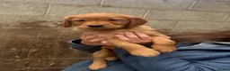 Golden Retriever dogs for sale: Beautiful litter of golden retriever puppies  in Bolton - Advert 5