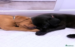 Labrador Retriever dogs for sale: Beautiful Labrador puppies for sale  - Image 16