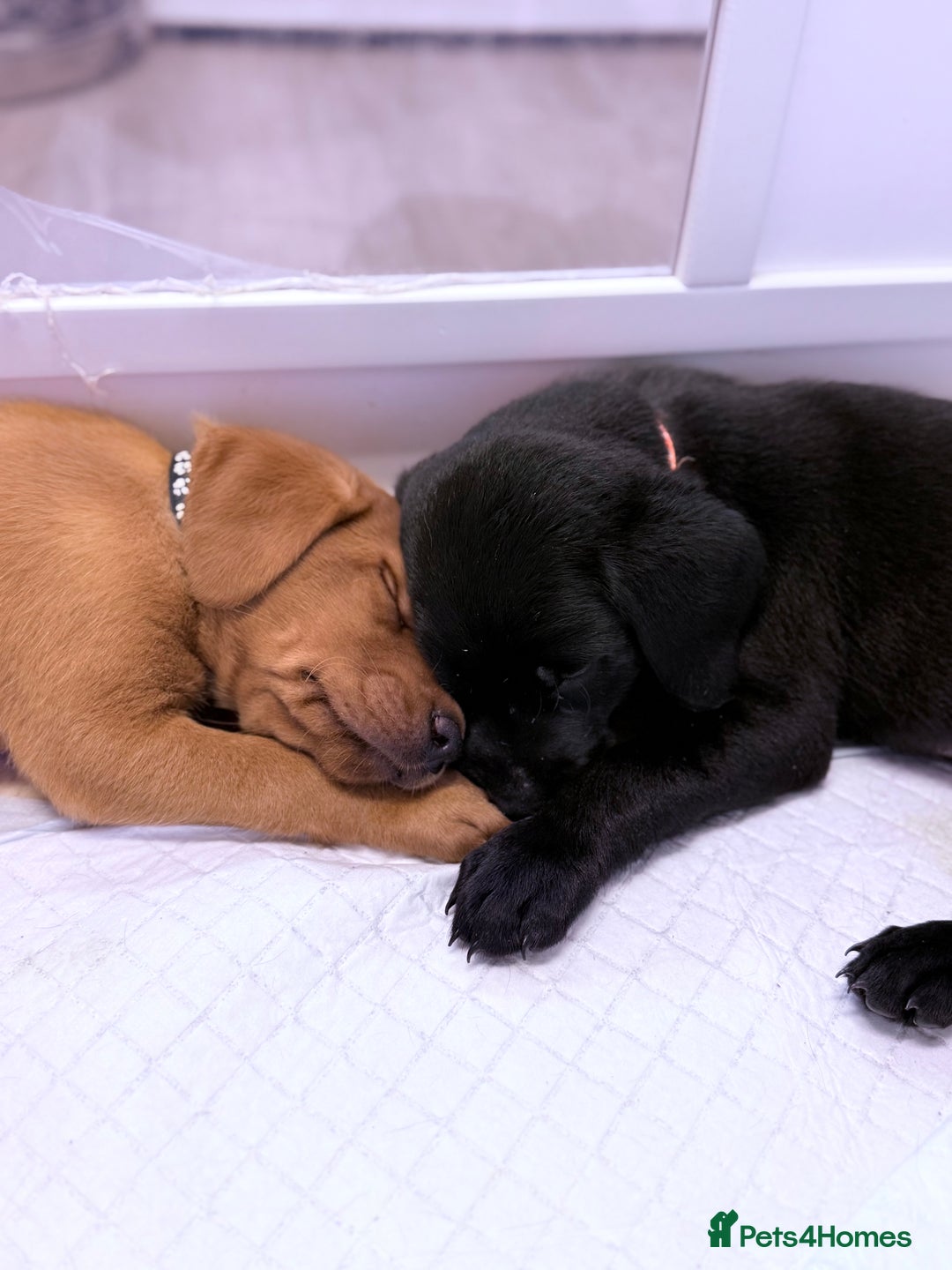 Labrador Retriever dogs for sale: Beautiful Labrador puppies for sale  - Image 16