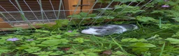 Guinea Pig rodents for sale: 6 month old Percy  in Stroud - Advert 3