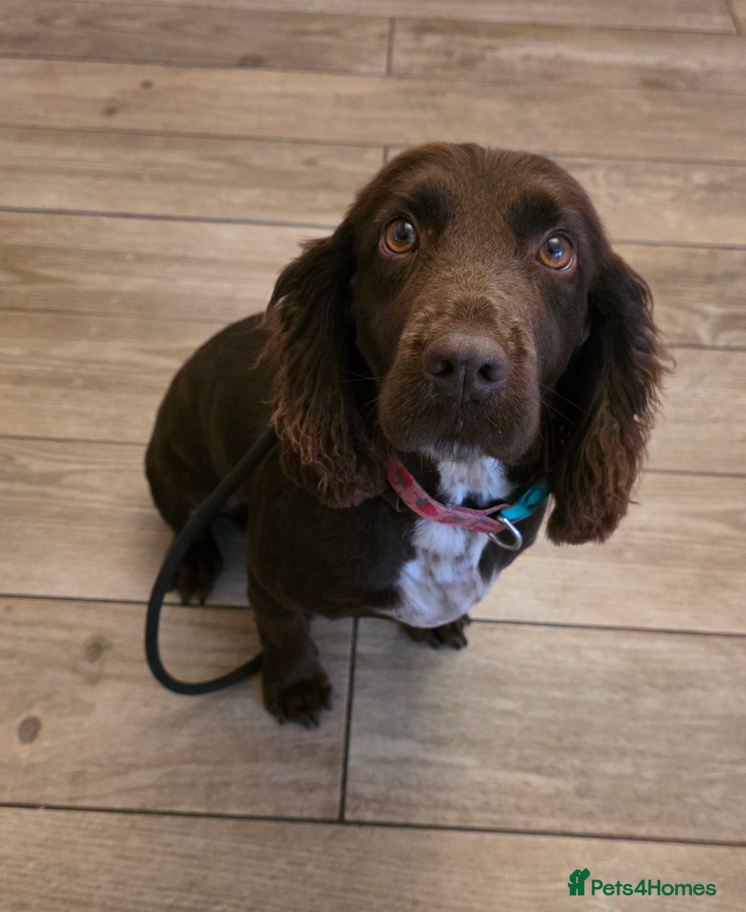 Cockerdor dogs for sale: Gorgeous Cockerdor puppies. Health Tested Parents. - Advert 6