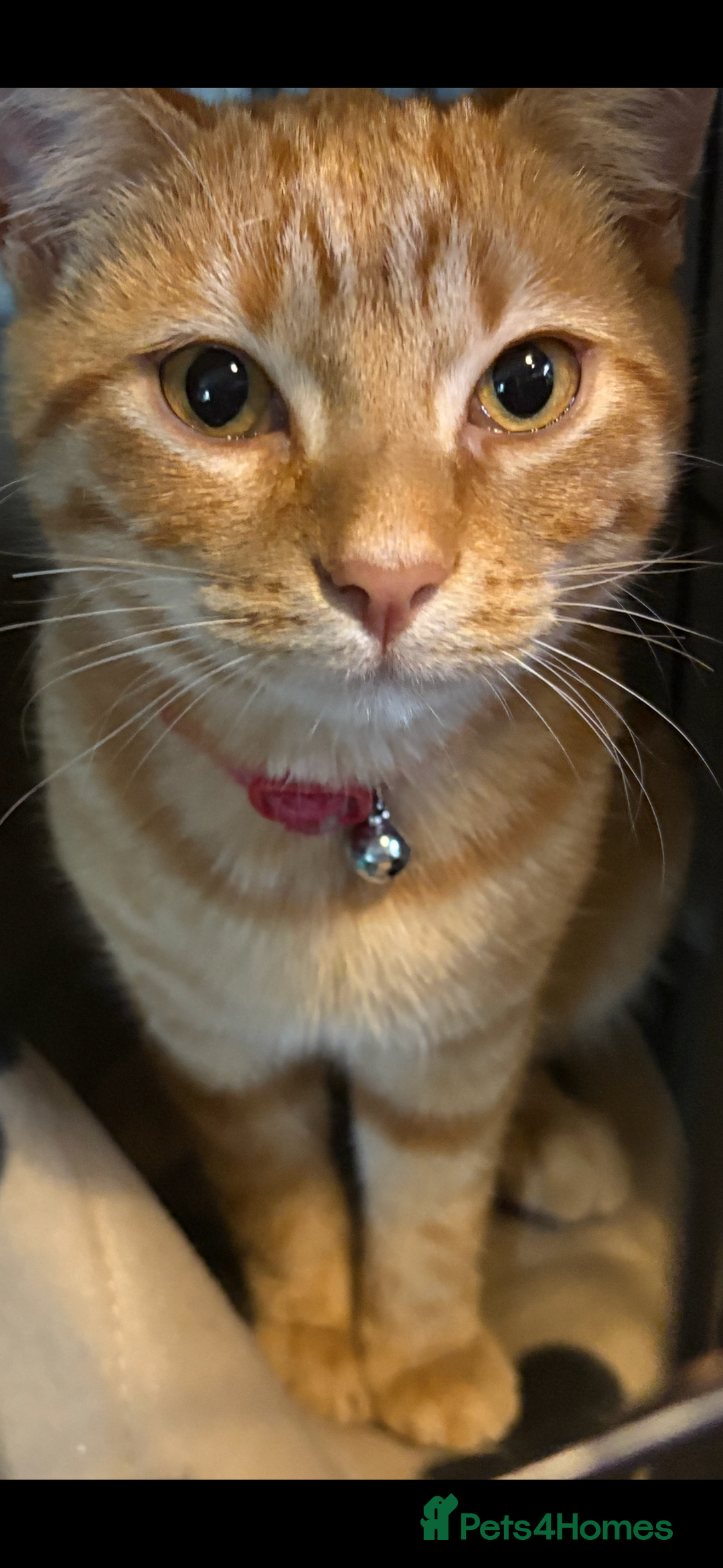 Domestic Shorthair cats for sale: Beautiful 6 month old ginger tabby male. - Advert 11