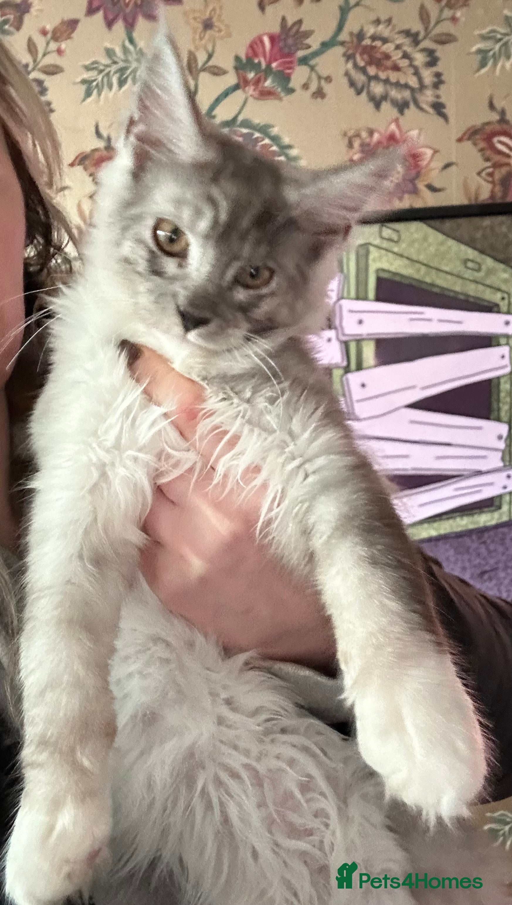 Maine Coon cats Maine coon kittens  - Advert 16