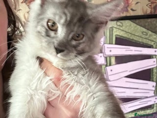 Maine Coon cats Maine coon kittens - Advert 16