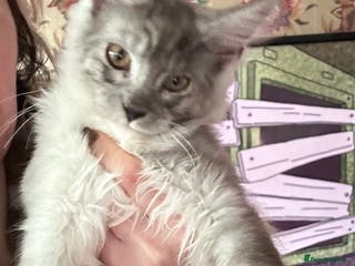 Maine Coon cats Maine coon kittens - Advert 4