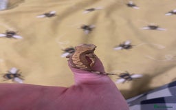 Gecko reptiles for sale: unsexed crested gecko ( NOT READY YET)  - Image 3