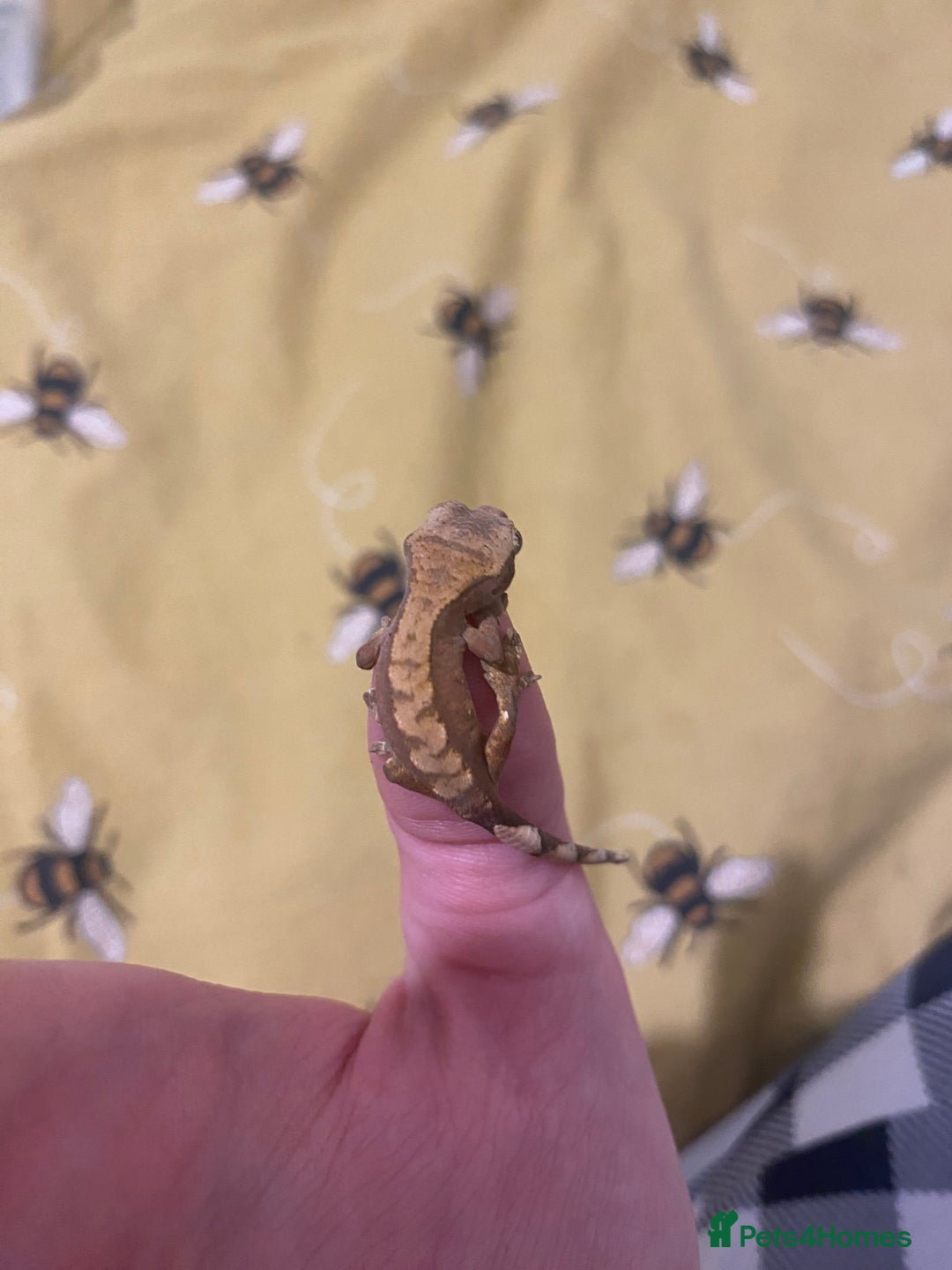 Gecko reptiles for sale: unsexed crested gecko ( NOT READY YET)  - Image 3