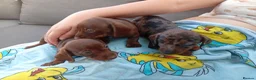 Miniature Dachshund dogs for sale: Miniature dachshund 2 girls 1 boy - Advert 3