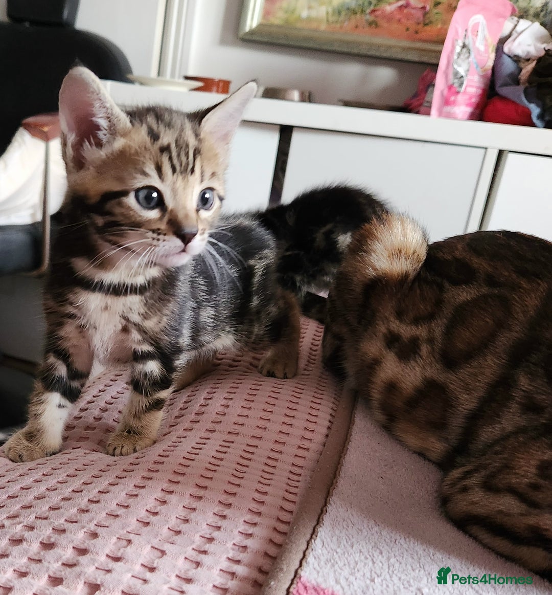 Bengal cats for sale: Little Bengal kittens - Image 7