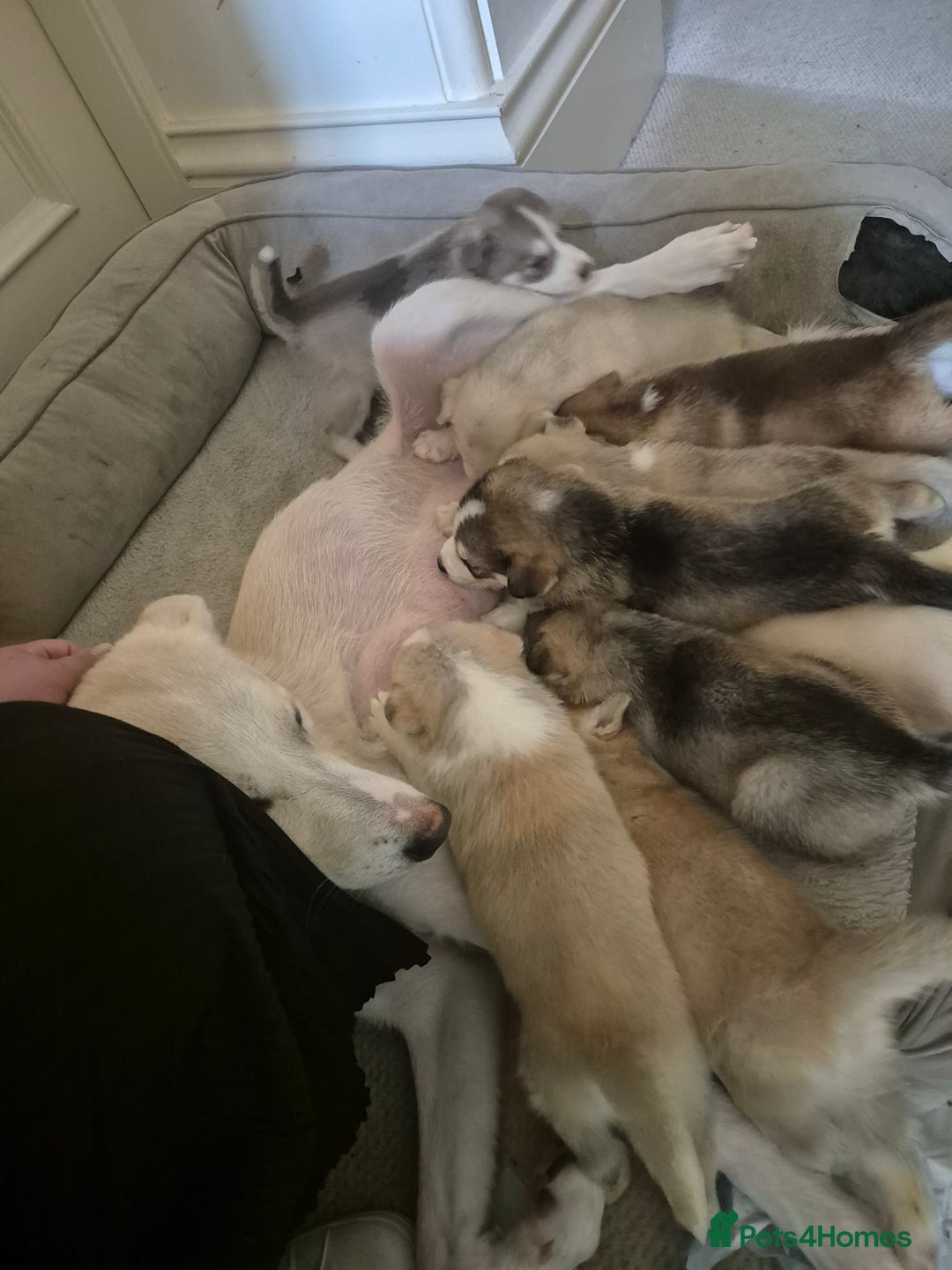 Siberian Husky dogs for sale: Beautiful Husky Looking for Their Forever Homes - Advert 29