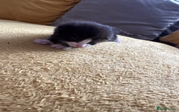 Mixed Breed cats for sale: Stunning, cuddly mixed breed kittens  - Image 11