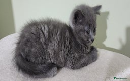 Russian Blue cats for sale: Pure Russian blue kittens  - Image 1