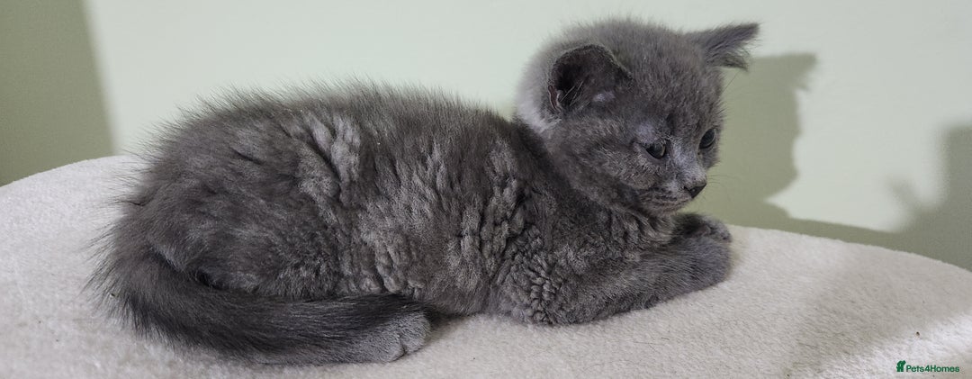 Russian Blue cats for sale: Pure Russian blue kittens  - Image 1