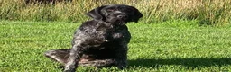 German Wirehaired Pointer dogs for sale: Forthcoming Litter of German Wirehaired Pointers in Inverurie - Advert 1