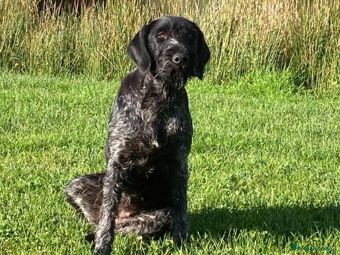 German Wirehaired Pointer dogs for sale: Forthcoming Litter of German Wirehaired Pointers in Inverurie - Advert 1