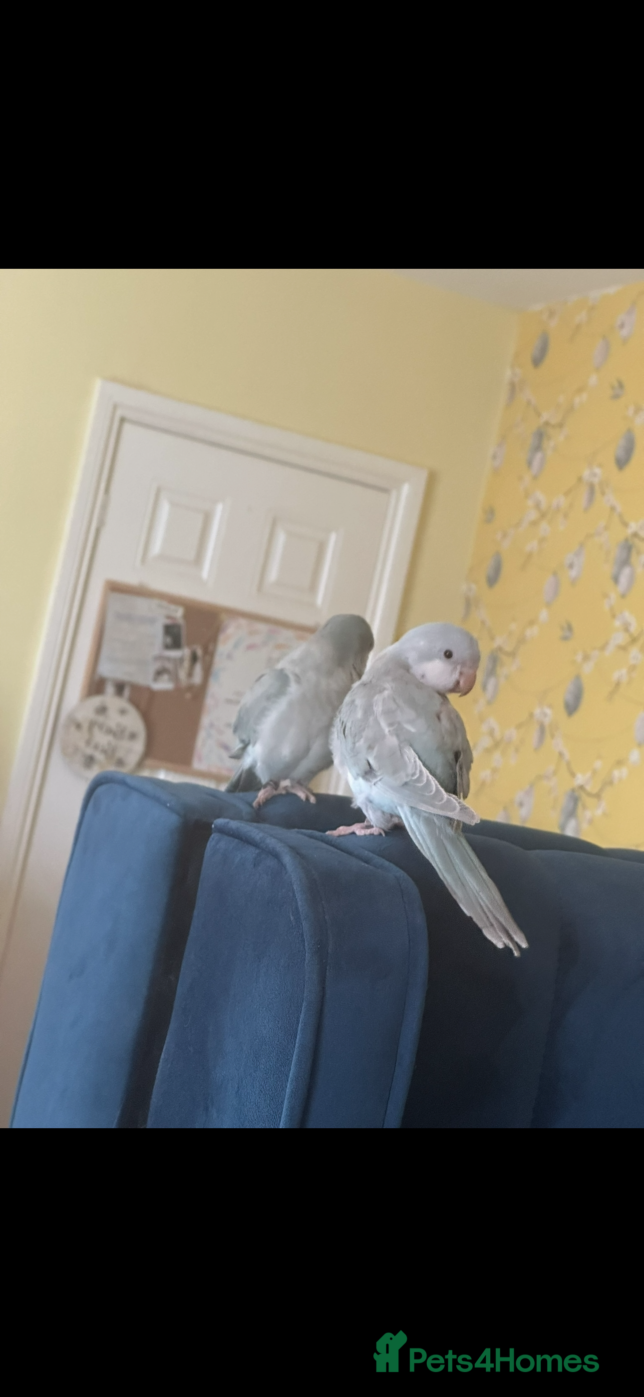 Parrots birds Blue Quaker Parrot in Clacton-on-Sea - Advert 1