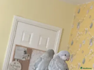 Parrots birds Blue Quaker Parrot in Clacton-on-Sea - Advert 1