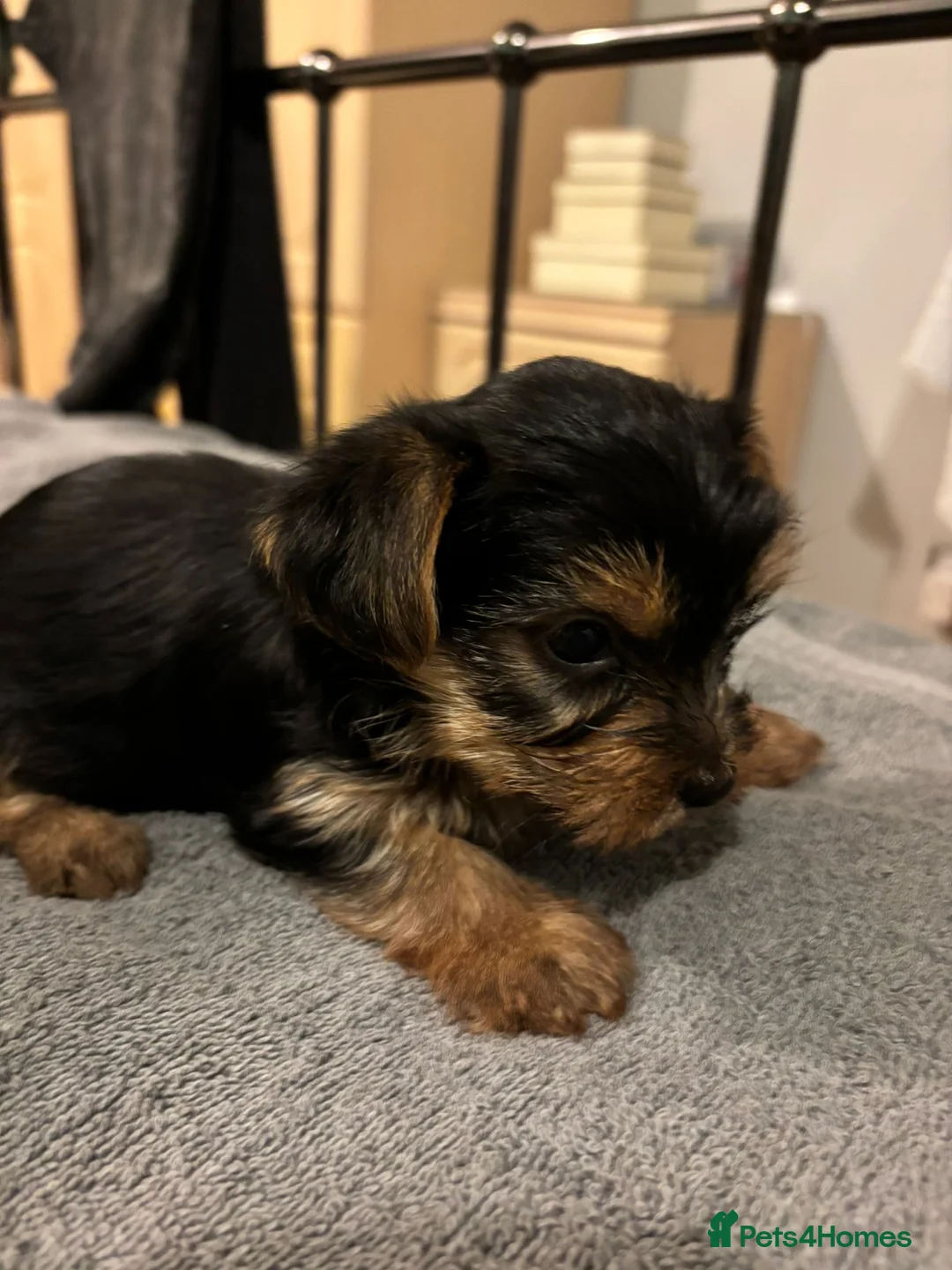 Yorkshire Terrier dogs for sale: 4 Stunning Miniature Yorkshire terriers for sale  - Advert 29