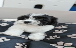 Bichon Frise dogs for sale: Bichon puppy's  - Image 8