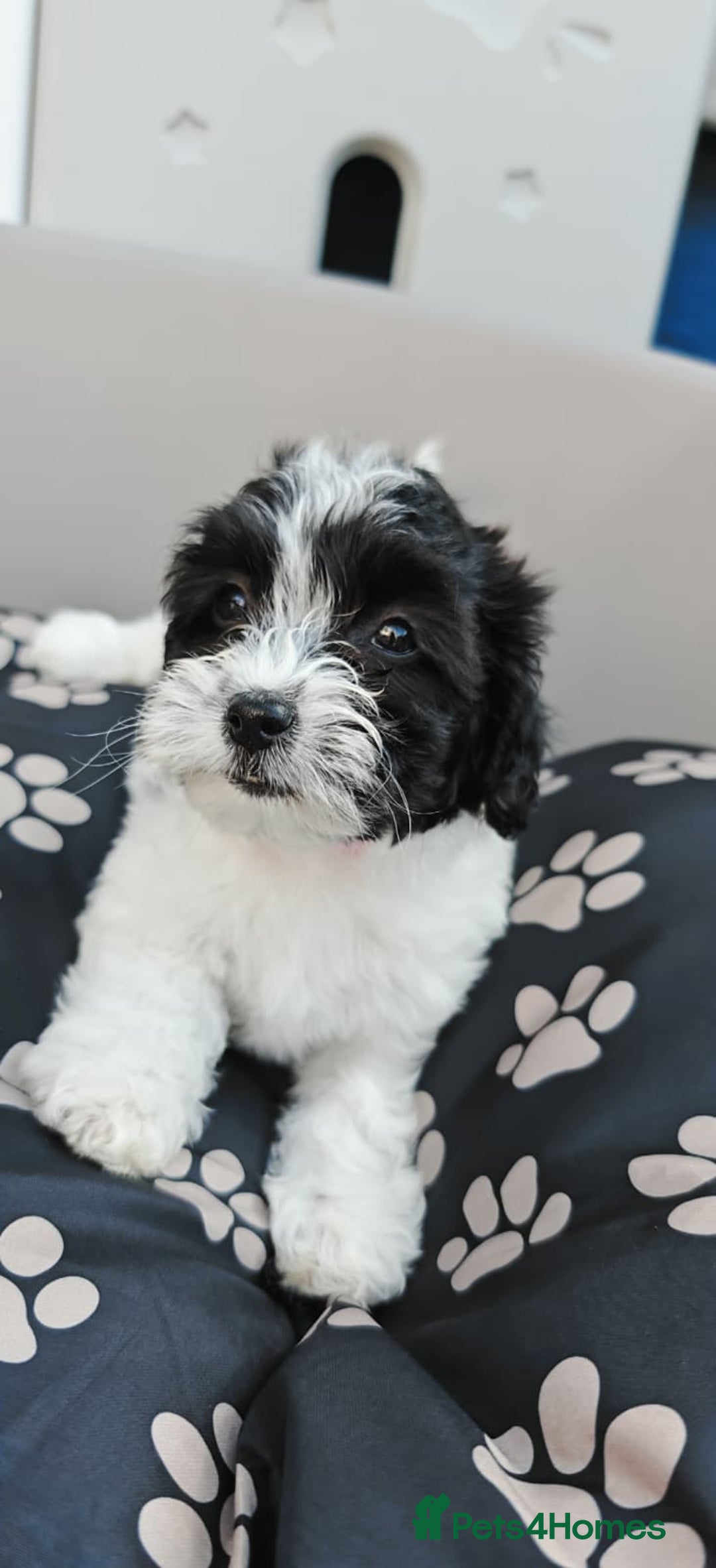 Bichon Frise dogs for sale: Bichon puppy's  - Image 8