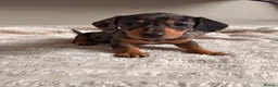 Dachshund dogs for sale: Sausage puppies  in Rotherham - Advert 1