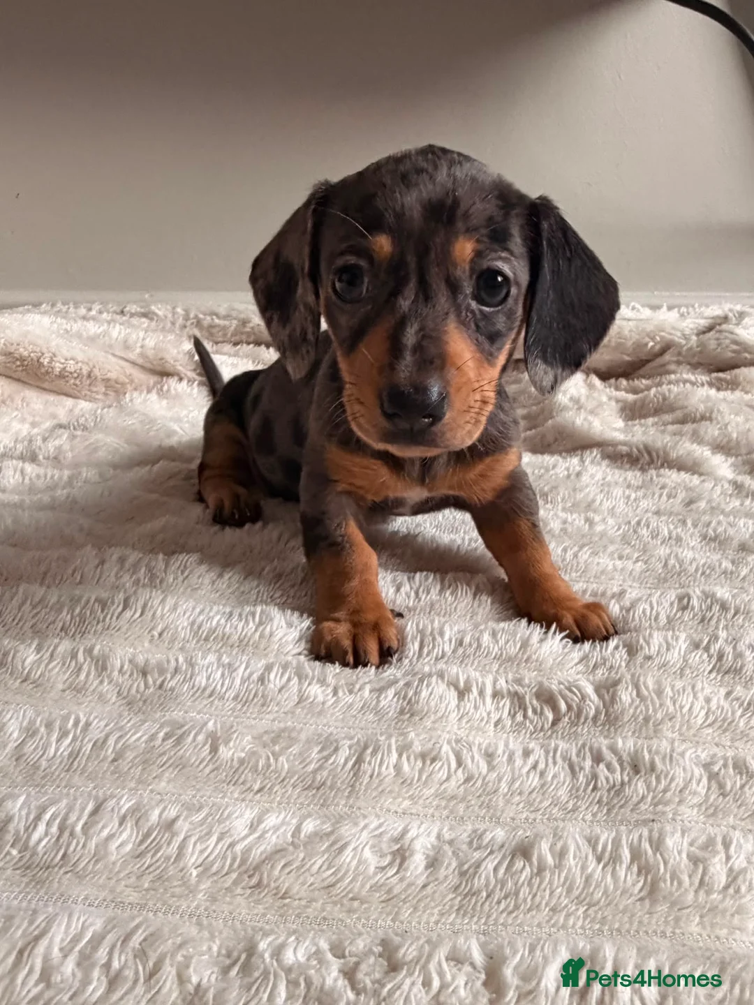 Dachshund dogs for sale: Sausage puppies  in Rotherham - Advert 1