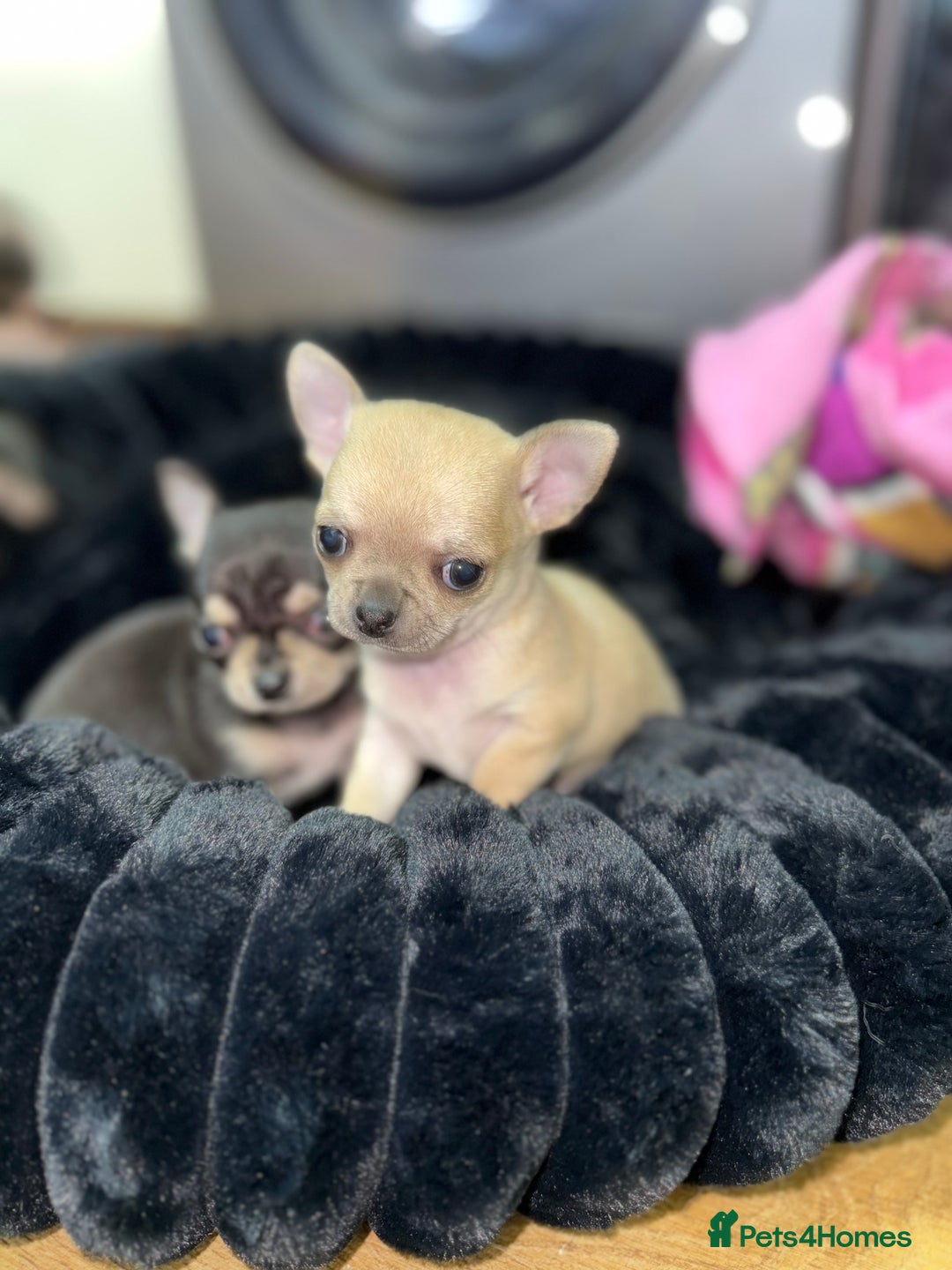 Chihuahua dogs for sale: 🩵 𝓬𝓾𝓭𝓭𝓵𝔂 𝓪𝓷𝓭 𝓹𝓵𝓪𝔂𝓯𝓾𝓵 𝓫𝓸𝔂𝓼🩵 - Image 14