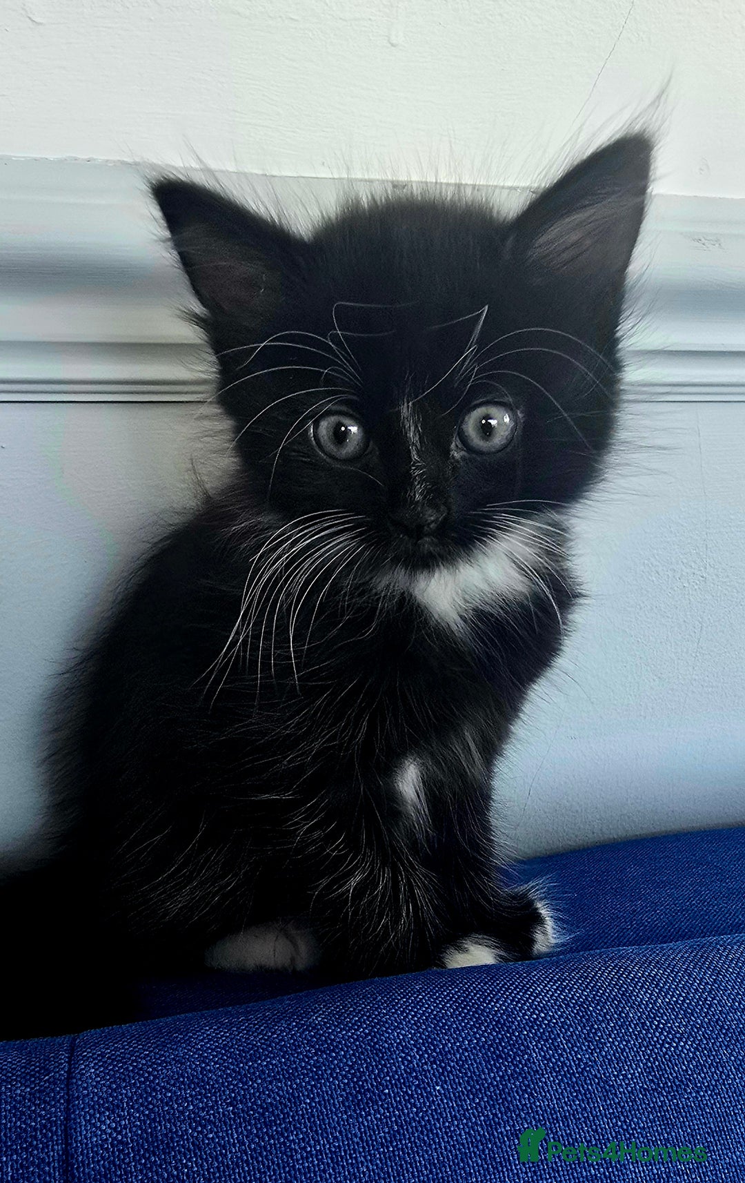 Mixed Breed cats for sale: 2 Adorable boys - Ragdol Mix kittens - Image 5