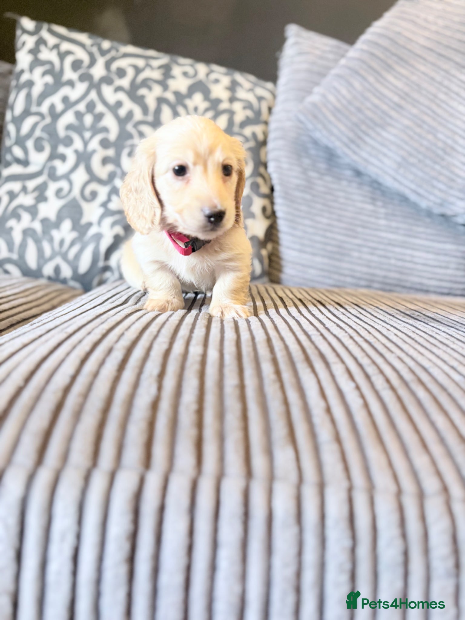 Miniature Dachshund dogs Long haired cream miniature dachshund puppies - Advert 2