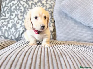 Miniature Dachshund dogs Long haired cream miniature dachshund puppies - Advert 2