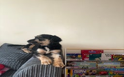 Jackapoo dogs for sale: Flynn  - Image 2