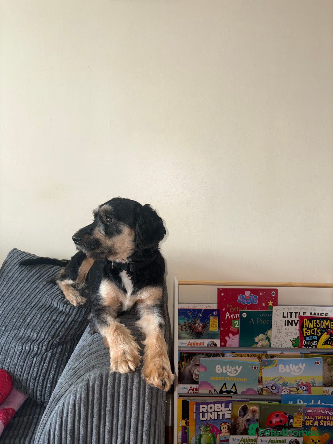 Jackapoo dogs for sale: Flynn  - Image 2