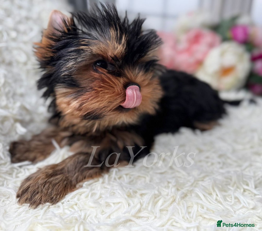 Yorkshire Terrier dogs for sale: Last two puppies ready to go💗🐾 - Advert 5