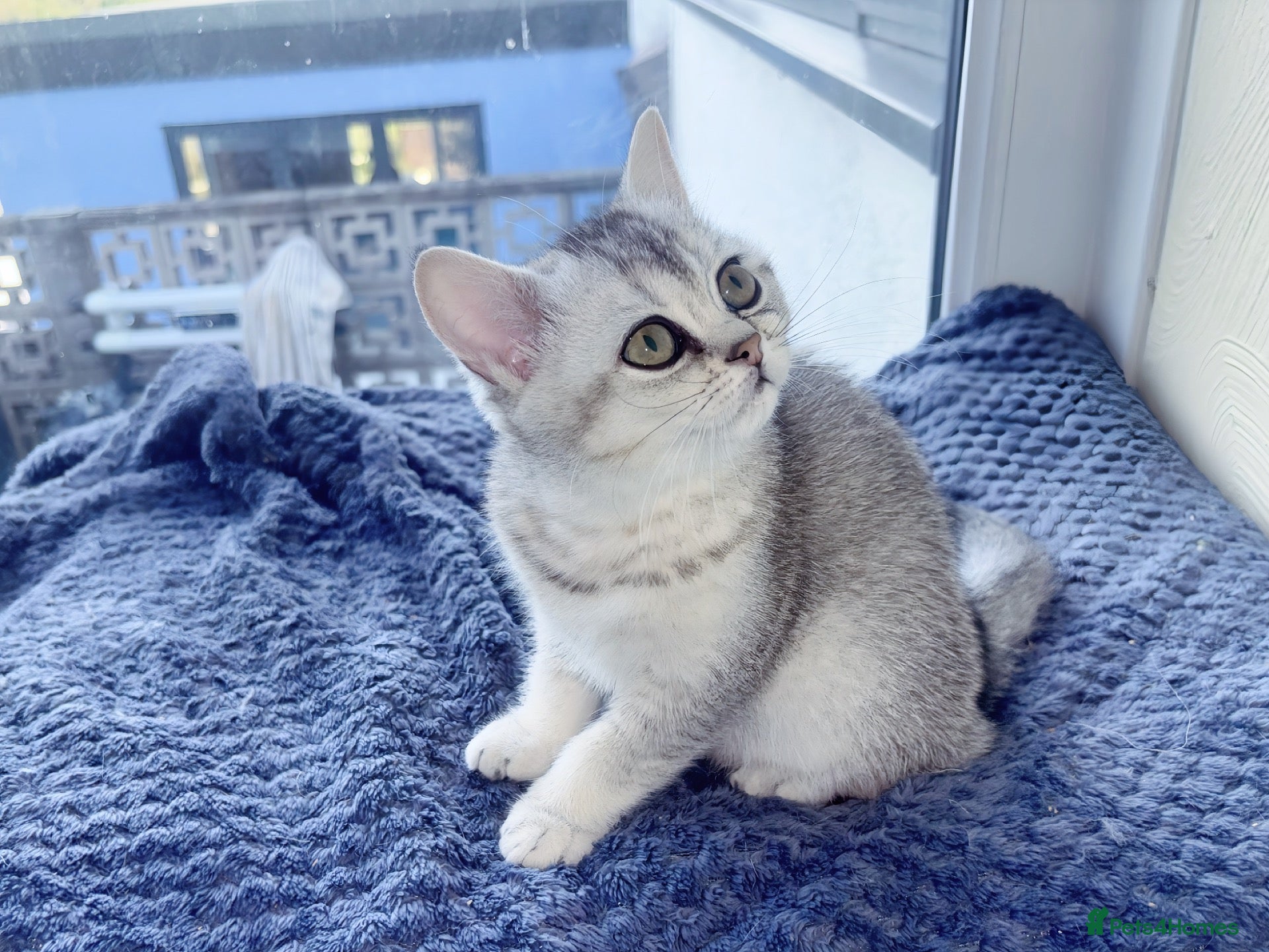 British Shorthair cats READY NOW! GCCF Register, Silver chinchilla Girls - Advert 3