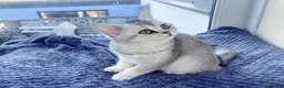 British Shorthair cats for sale: READY NOW! GCCF Register, Silver chinchilla Girls - Advert 1